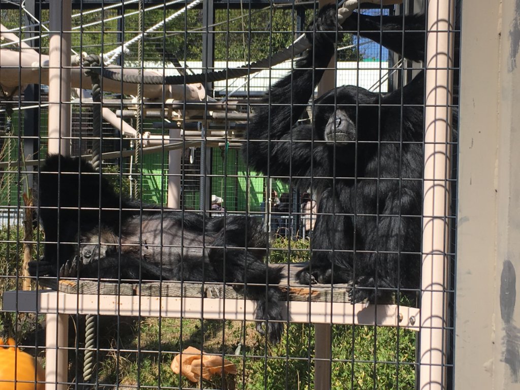 名古屋市 動物園 観光スポット 大人も子供も大はしゃぎ 東山動植物園のレポートを書くよ 花とーちゃんブログ